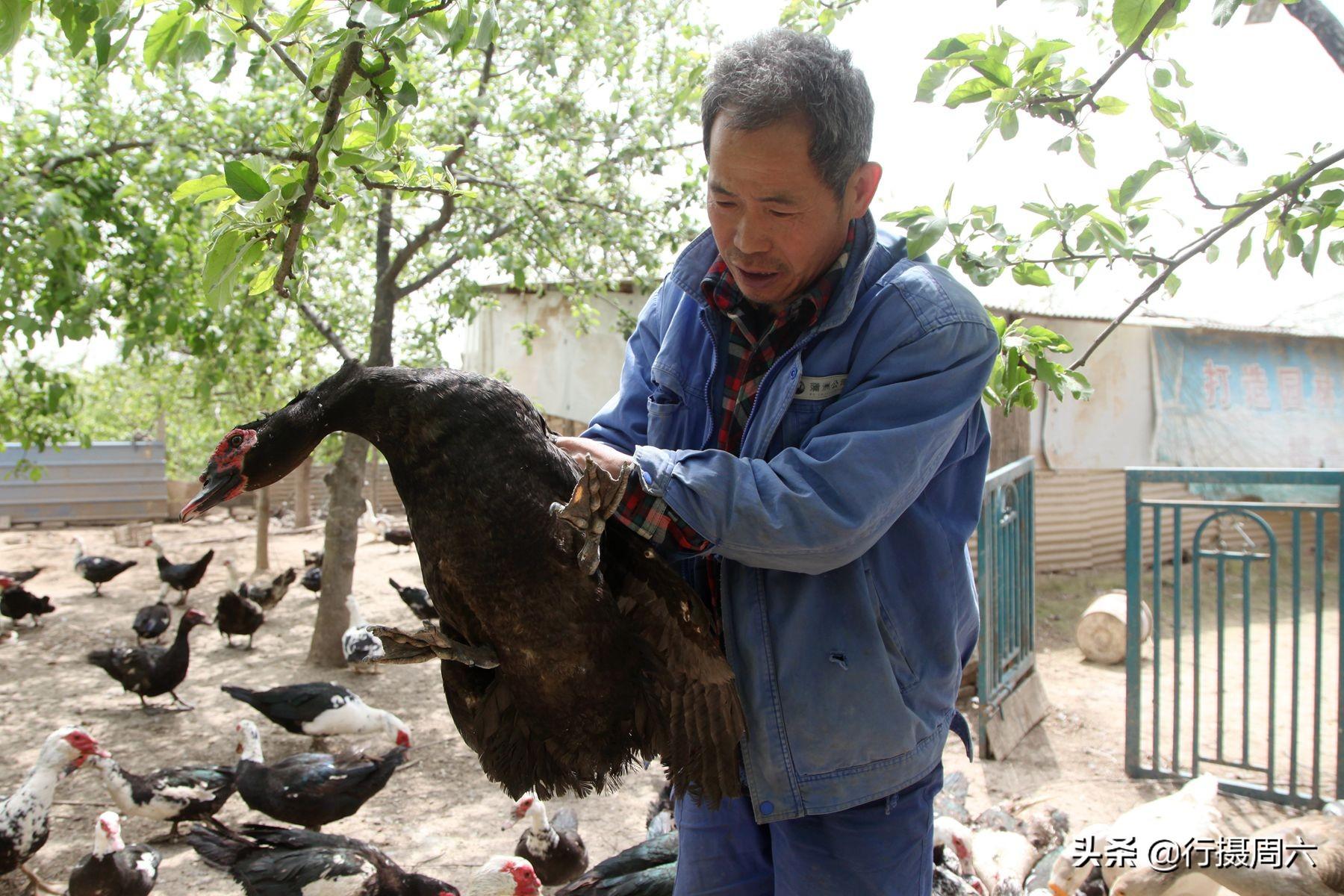 致富种植什么比较赚大钱_种植果苗致富图片_致富好项目种植