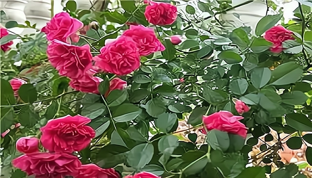 玫瑰种植方法_玫瑰种植方法技术有哪些_玫瑰种植技术及方法