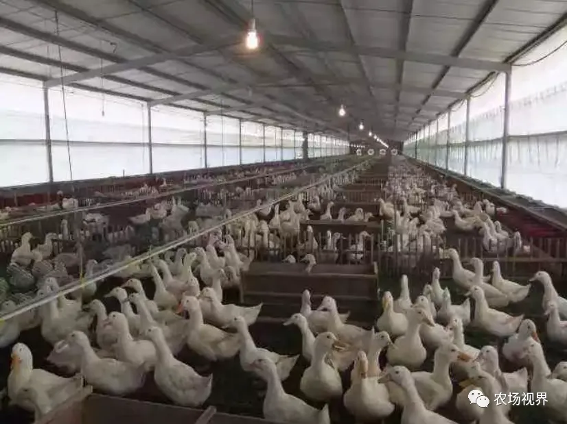 养殖网床设计图_养殖网床搭建_网床养殖技术