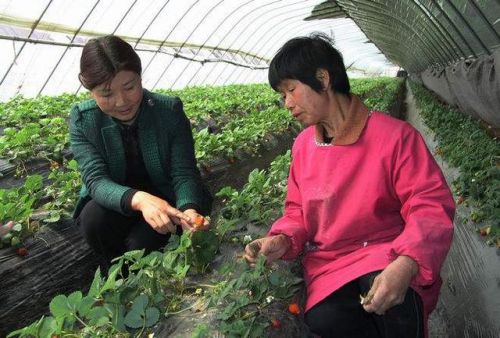 小草莓种植致富路_致富经草莓育苗视频_致富经草莓