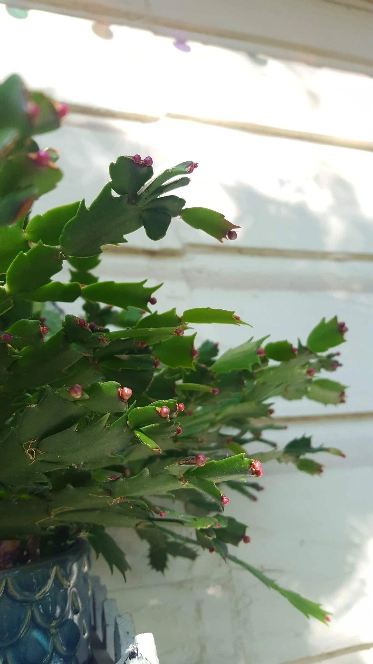 如何养植蟹爪莲_蟹爪莲的养殖技术_蟹爪莲的种法