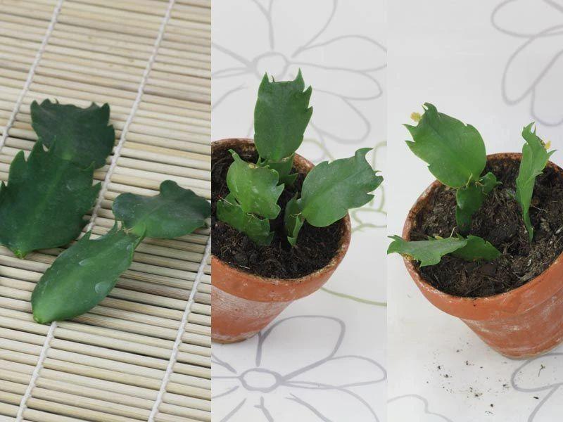 蟹爪莲的种法_如何养植蟹爪莲_蟹爪莲的养殖技术