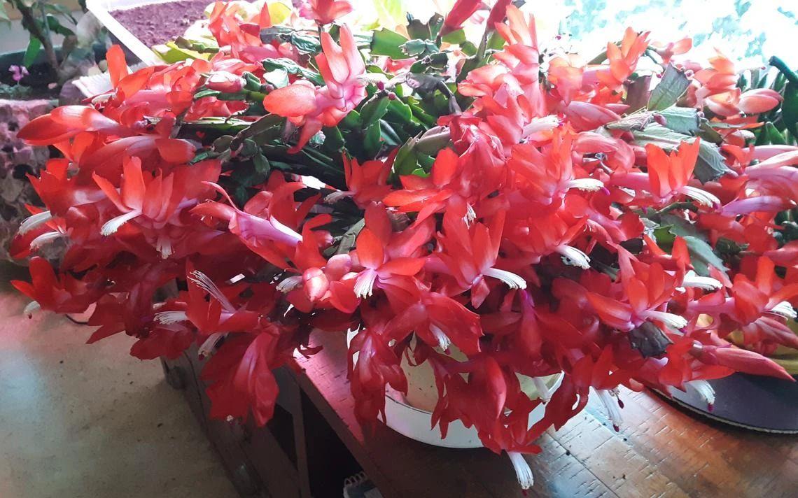 蟹爪莲的种法_蟹爪莲的养殖技术_如何养植蟹爪莲