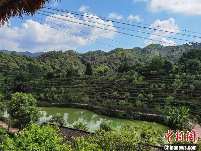 茶叶种植致富案例_茶农致富_种植茶叶创业计划书