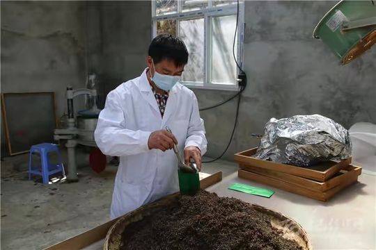 小茶叶“泡”出大产业 甘孜泸定县雪域紫雅茶叶助群众致富奔康