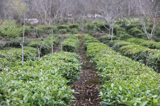 茶叶种植致富案例_茶叶的创业项目计划书_茶叶成功案例