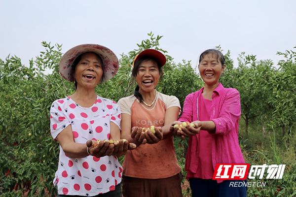 种植果苗致富图片_种植致富经_致富种植什么比较赚大钱