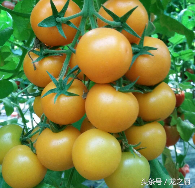 番茄树种植致富_种植番茄挣钱吗_致富番茄种植树图片