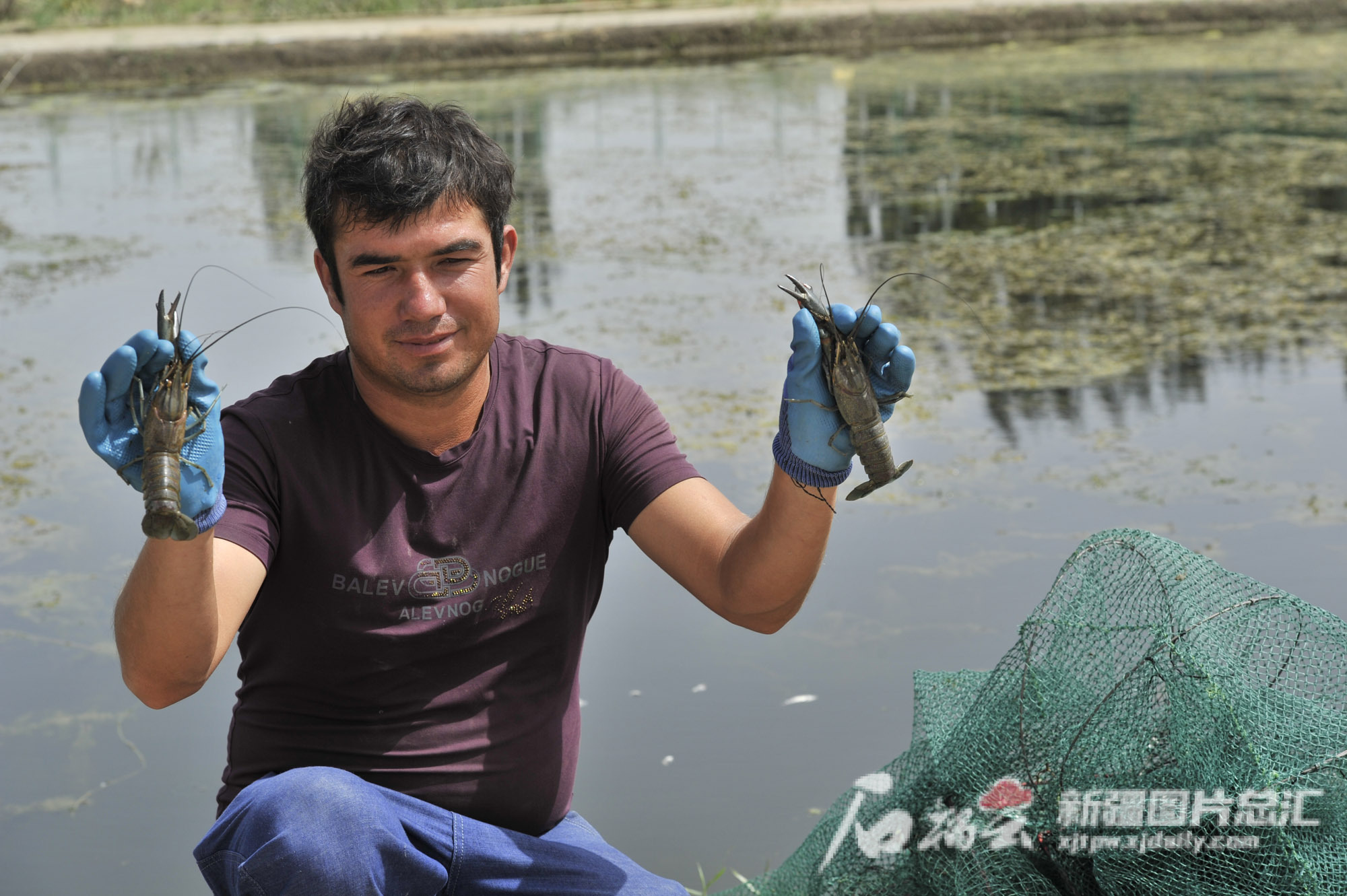 海南养龙虾的投资陷阱_致富经海南养龙虾视频_海南养殖龙虾