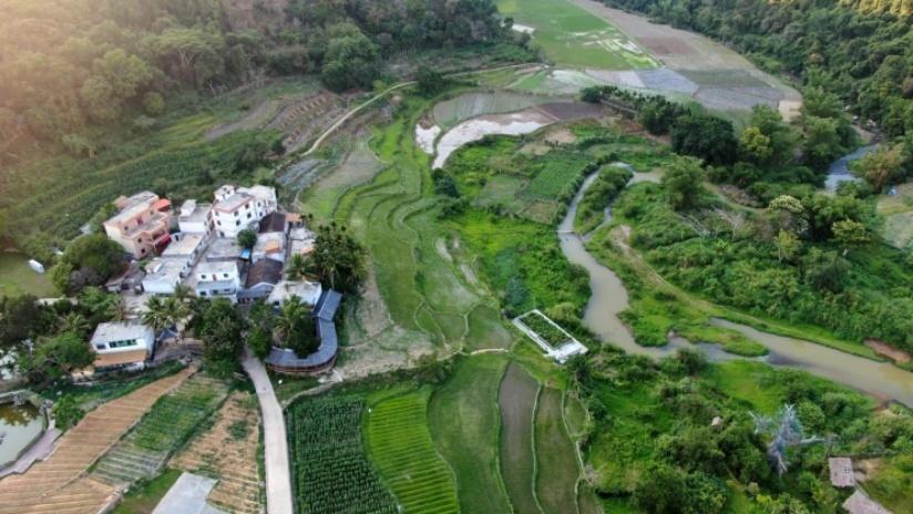 茶叶种植致富案例_种植茶叶创业计划书_因茶致富