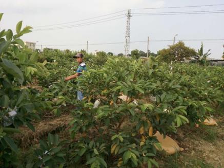 姑娘果的家庭种植技术_在家怎么种姑娘果_种植果姑娘家庭技术有哪些