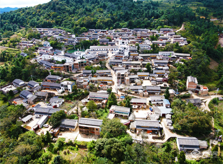 致富经果树_致富经果树种植视频_种植致富金果果