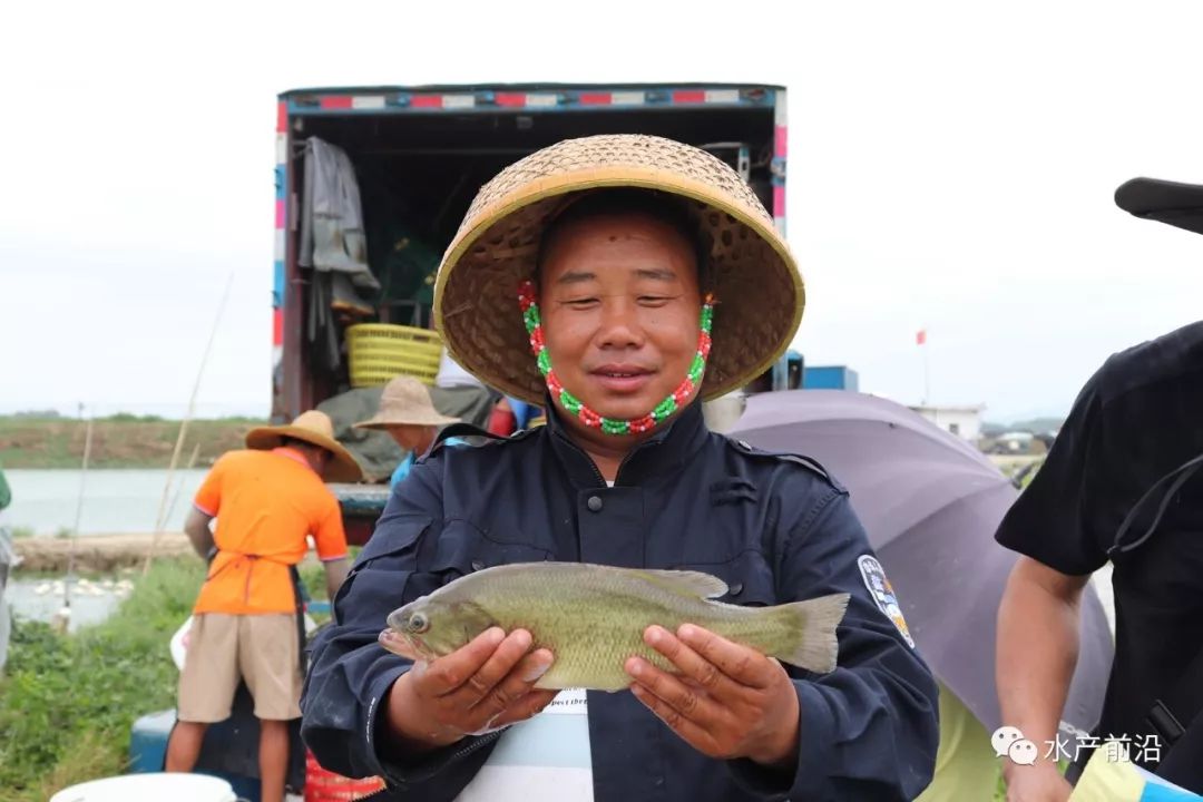 佛山加州鲈鱼价格_佛山加州鲈鱼养殖技术_佛山顺德加州鲈鱼的养殖基地