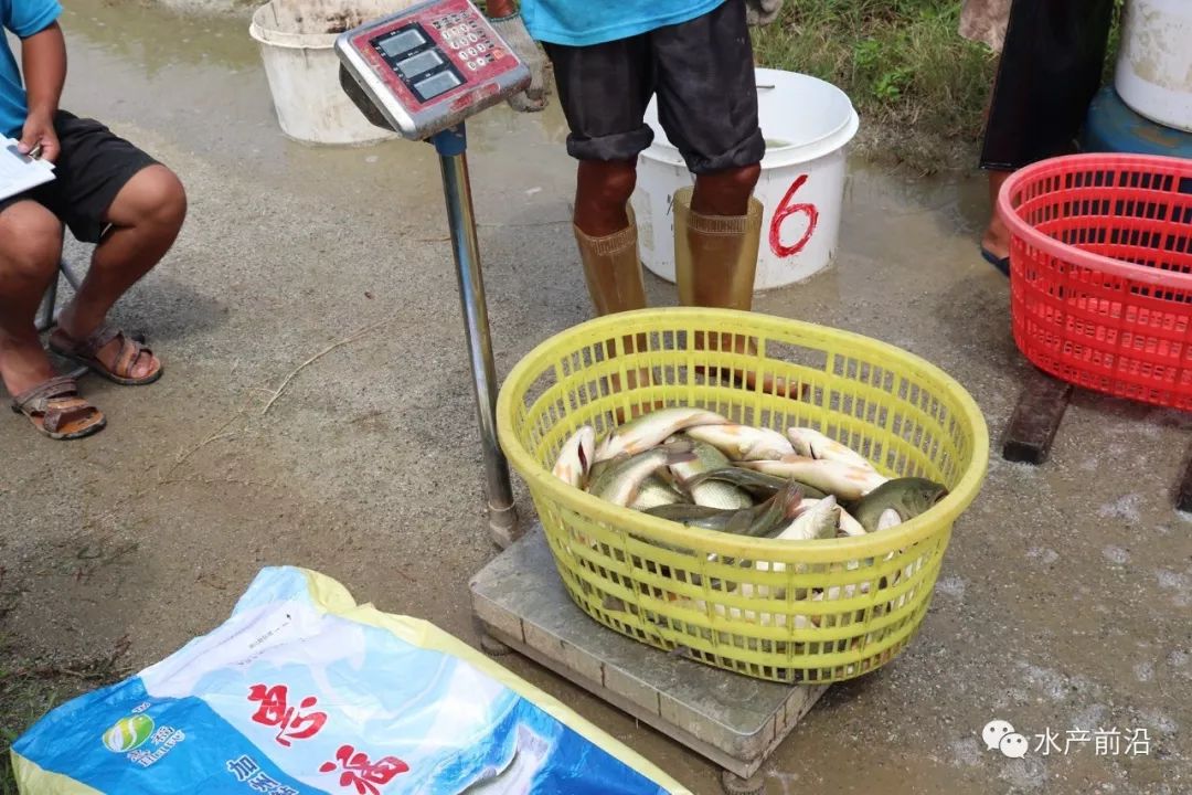 佛山顺德加州鲈鱼的养殖基地_佛山加州鲈鱼价格_佛山加州鲈鱼养殖技术