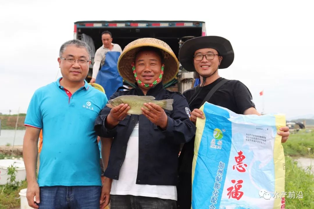 佛山加州鲈鱼养殖技术_佛山顺德加州鲈鱼的养殖基地_佛山加州鲈鱼价格