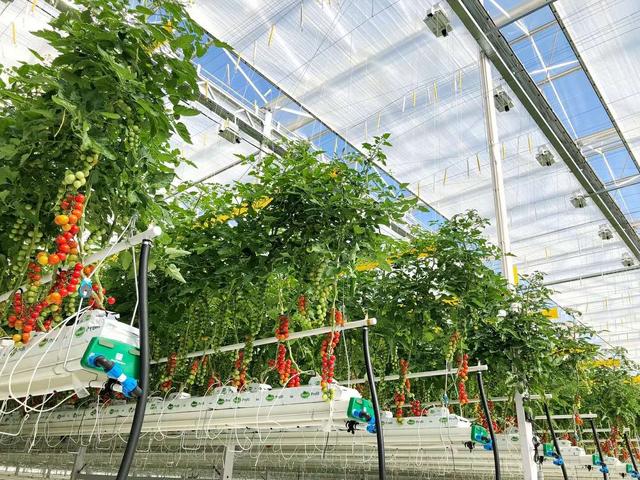 温室西红柿高产栽培技术_温室西红柿管理新技术_温室西红柿种植技术视频
