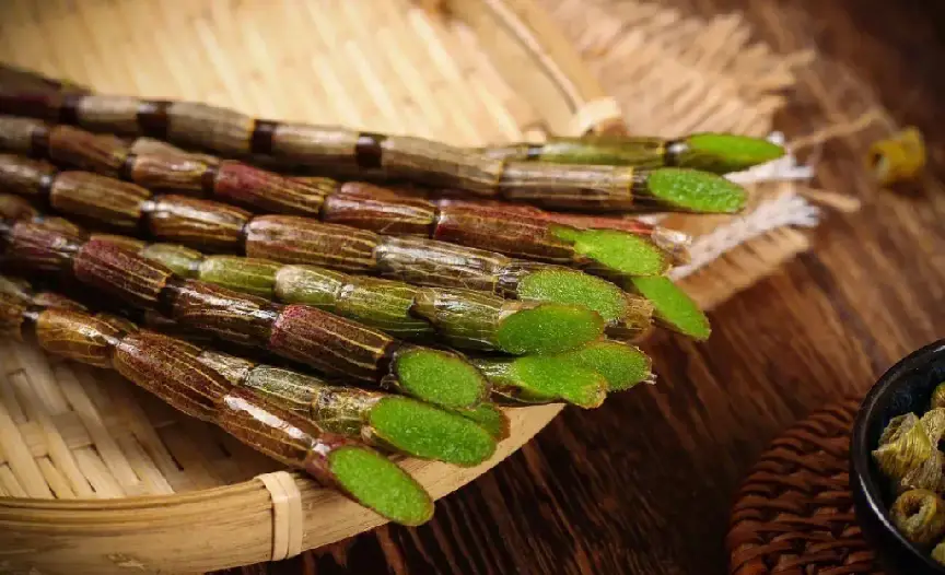 种植铁皮石斛技术要求_种植铁皮石斛技术要点和方法_铁皮石斛如何种植技术