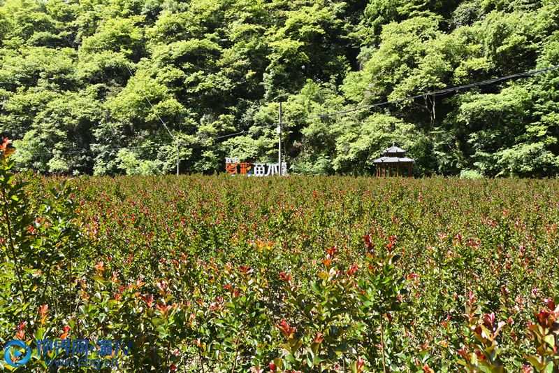 农业致富种植视频_cctv农业节目致富经种植_农村种植致富好项目视频
