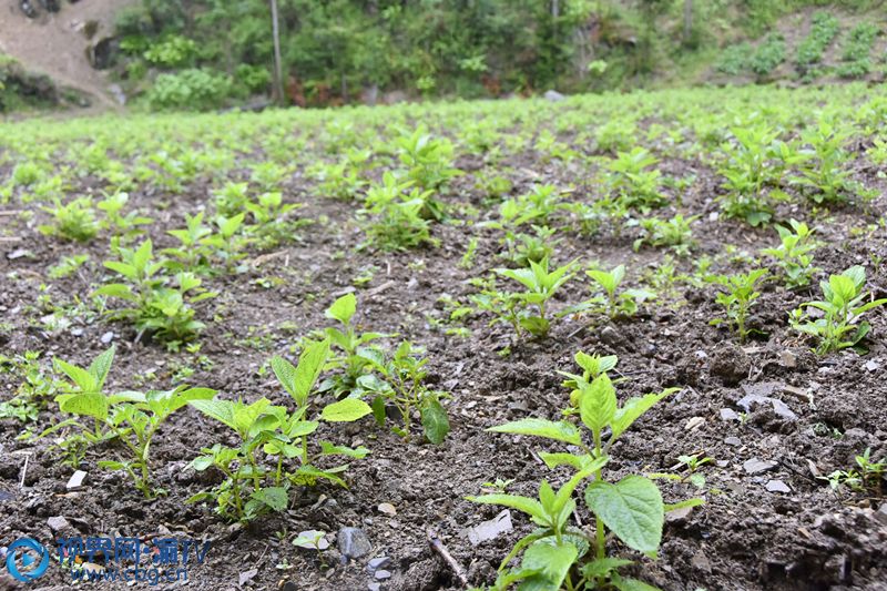 农业致富种植视频_cctv农业节目致富经种植_农村种植致富好项目视频