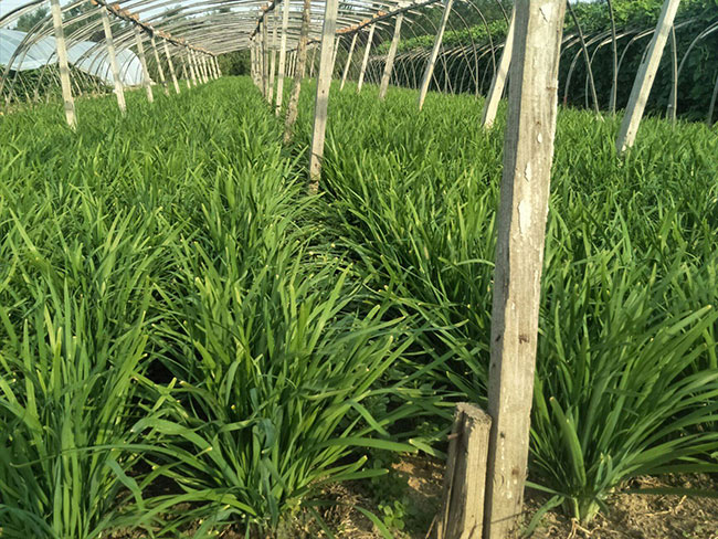 韭菜苗怎样种植？韭菜苗的种植方法和时间