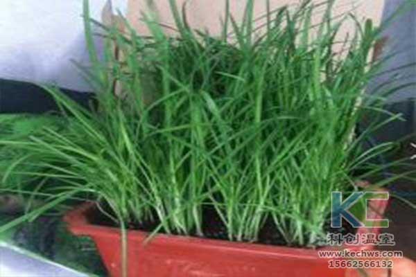 种植韭菜的技术_韭菜种植技术与栽培_韭菜种植技术视频和高产