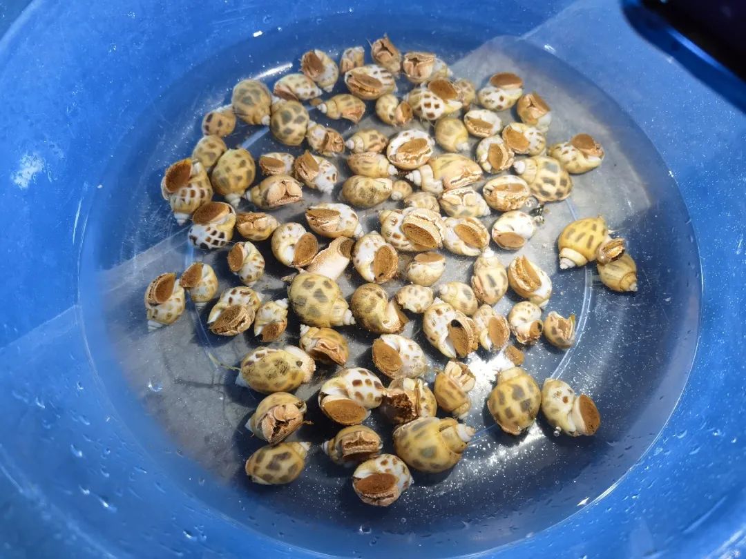 致富进食海螺视频_海螺吃食物视频_致富经 海螺进食
