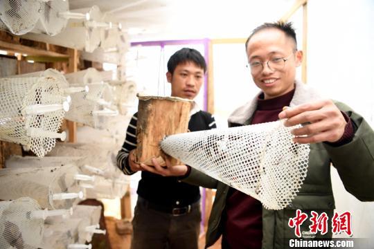 养殖云南蝗虫技术与管理_云南蝗虫养殖技术_云南蝗虫养殖基地