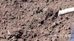 丹参的养殖技术_养殖丹参技术要点_丹参养殖技术