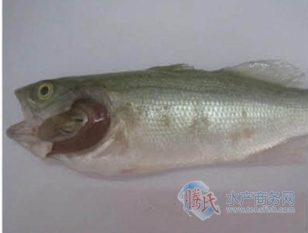 淡水鲈鱼养殖技术加盟_淡水养殖加盟鲈鱼技术要求_淡水鲈鱼养殖经济效益
