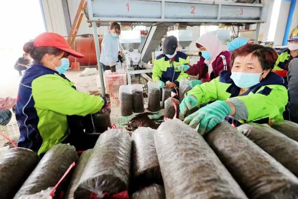 致富经男子大棚草笼养鸡_大棚草笼养鸡专利_致富经大棚种草养鸡