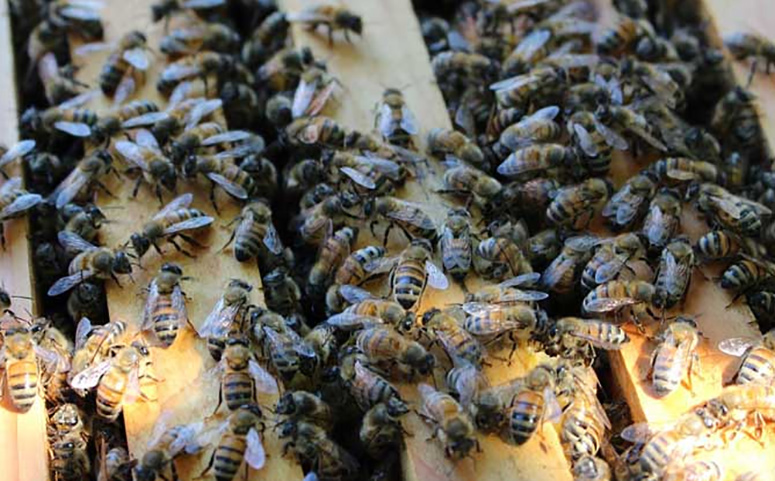 蜂蜜养殖人工技术视频_蜂蜜养殖人工技术方法_人工蜂蜜养殖技术