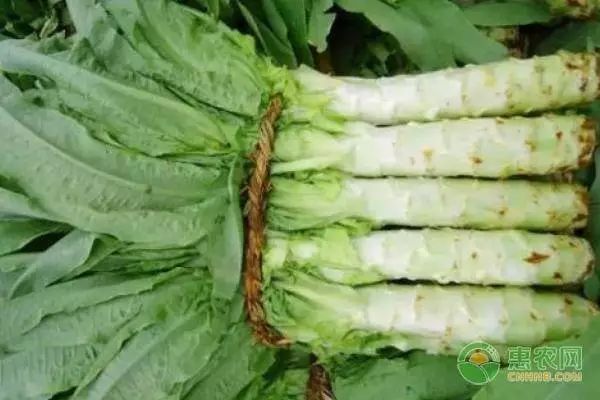 窝笋育苗多长时间栽植_窝笋的种植时间和技术_窝笋种植方法