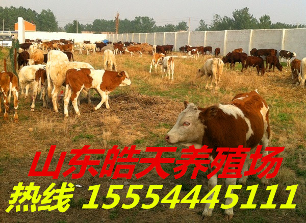 致富经黄粉虫养殖基地_致富经黄粉虫养殖基地_致富经黄粉虫养殖基地