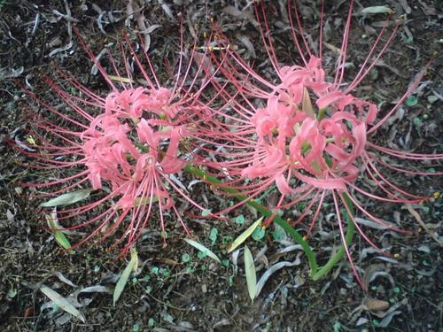 彼岸花如何种植