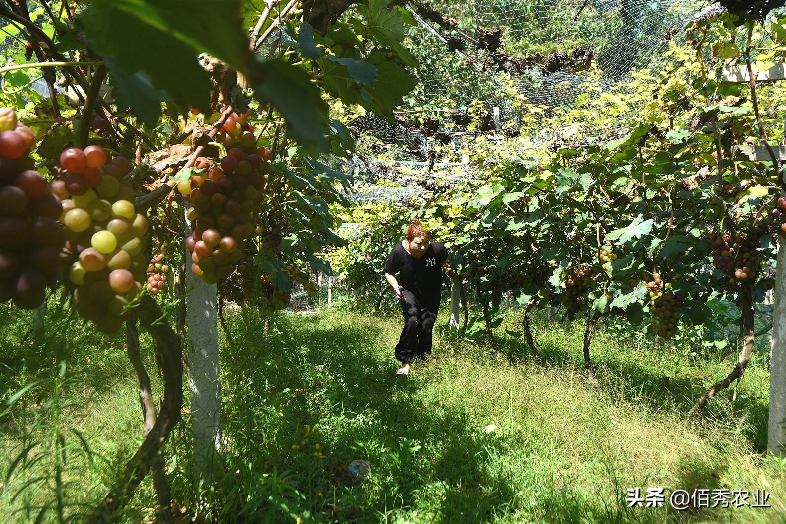 果树种植致富经_果树 种植 致富_致富果树种植方法
