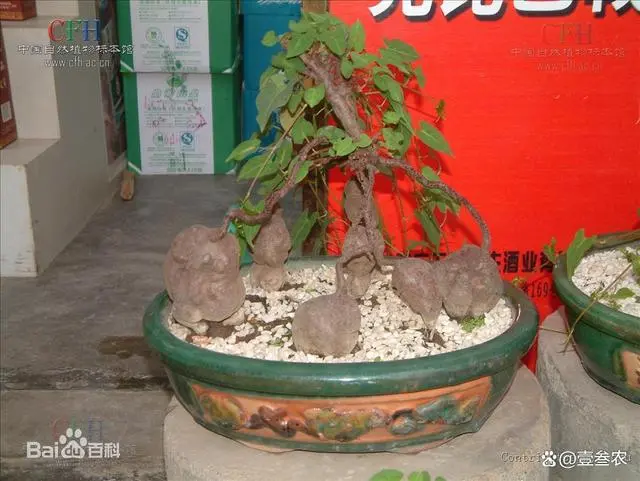 竹荪种植时间_室内种植竹荪视频_竹荪冬季种植技术