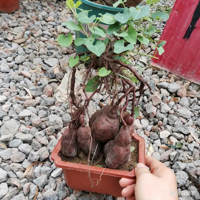 室内种植竹荪视频_竹荪冬季种植技术_竹荪种植时间