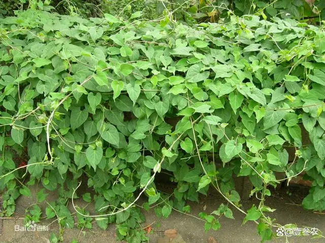 竹荪种植时间_竹荪冬季种植技术_室内种植竹荪视频