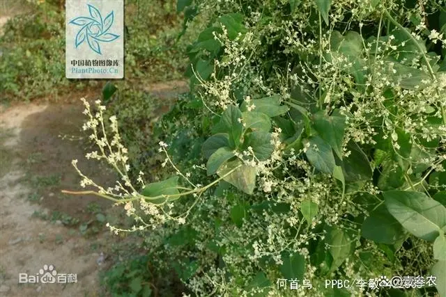 竹荪冬季种植技术_室内种植竹荪视频_竹荪种植时间