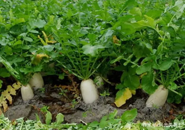 竹荪种植时间_竹荪冬季种植技术_冬季种植竹荪技术要点