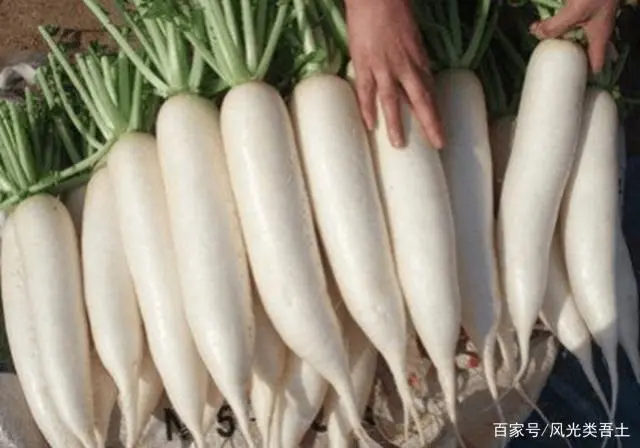 冬季种植竹荪技术要点_竹荪种植时间_竹荪冬季种植技术