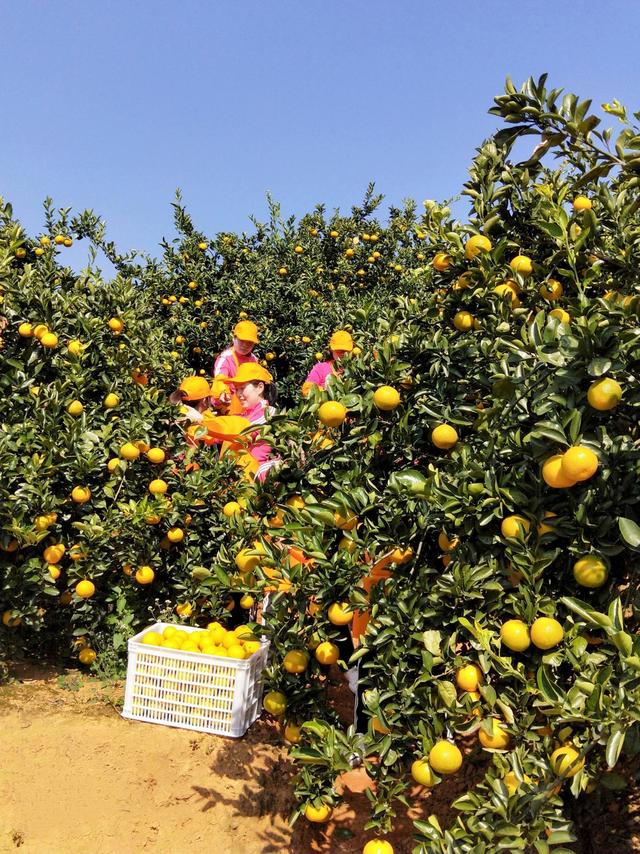 果树种植致富经_致富种植果苗图片大全_种植果苗致富