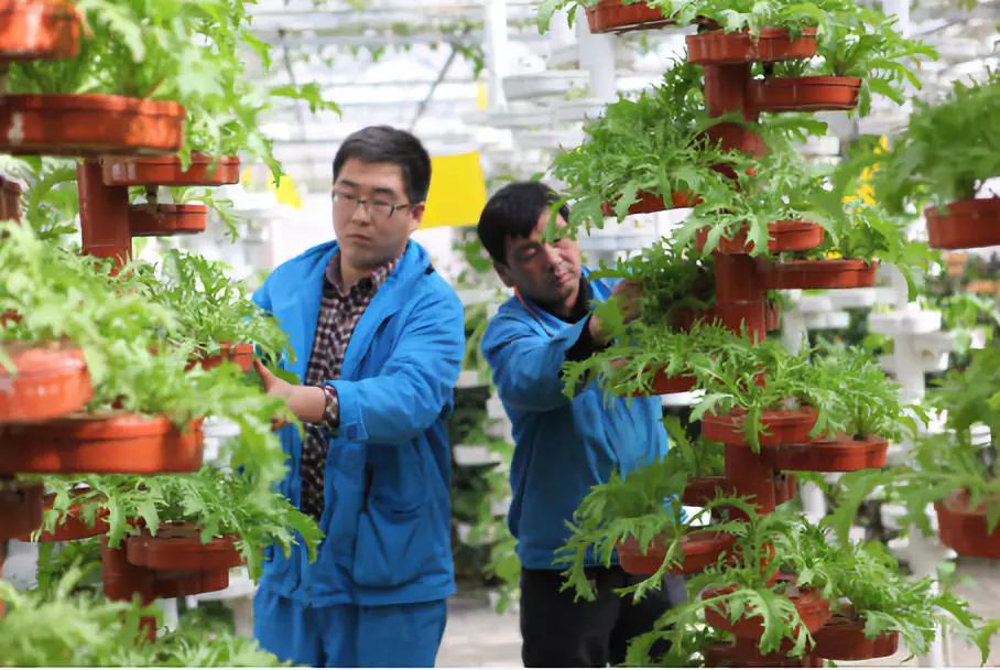 大棚种植人参周期多长_大棚种植人参致富经_大棚种植的人参功效怎么样