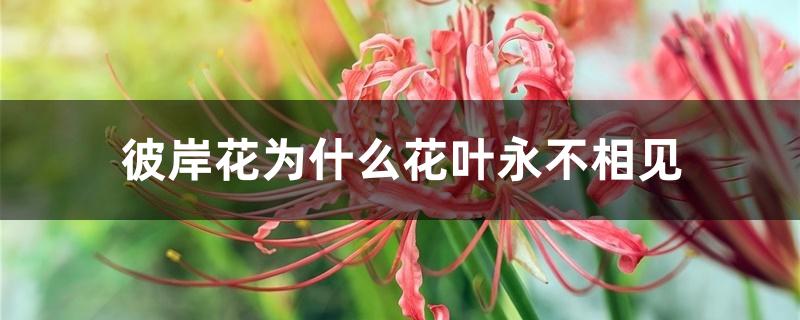 彼岸花为什么花叶永不相见