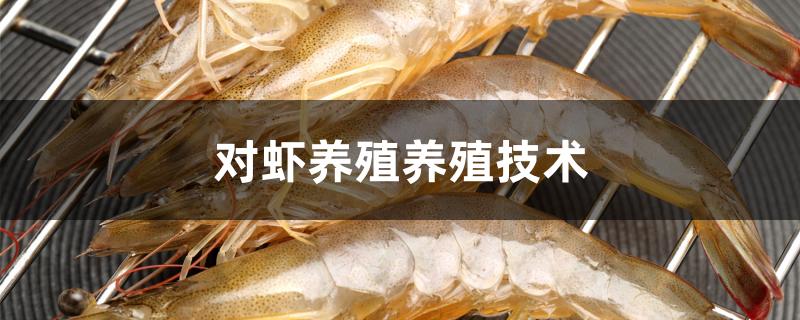 对虾养殖养殖技术