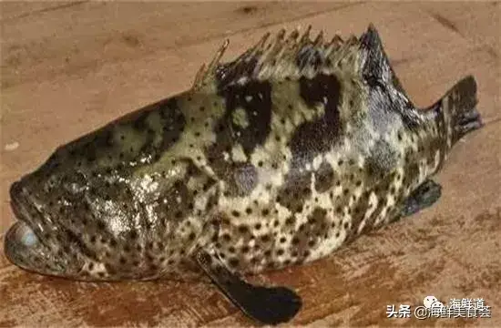 马头鱼活体_马头鱼养殖技术_马头鱼观赏鱼