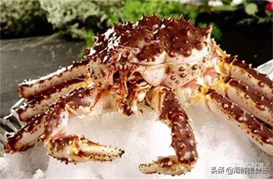 马头鱼观赏鱼_马头鱼养殖技术_马头鱼活体