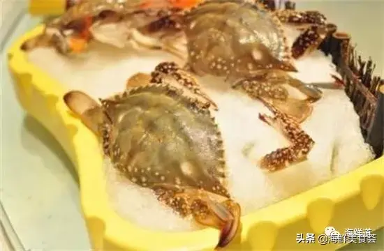 马头鱼观赏鱼_马头鱼养殖技术_马头鱼活体