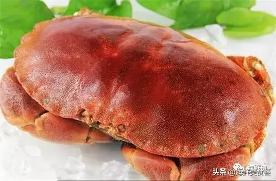马头鱼活体_马头鱼养殖技术_马头鱼观赏鱼