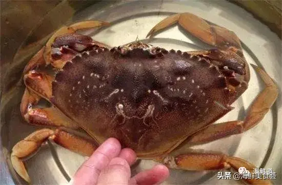 马头鱼养殖技术_马头鱼观赏鱼_马头鱼活体